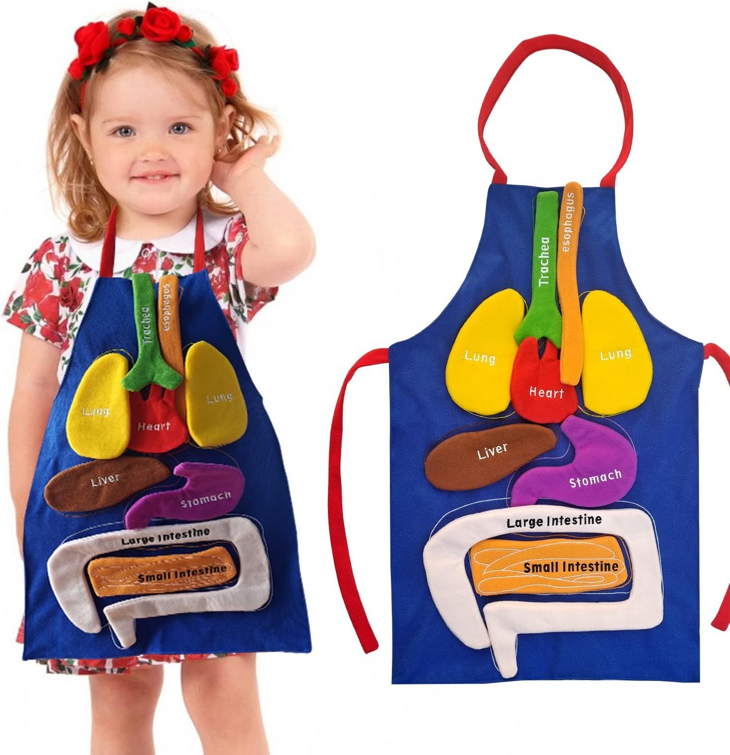BOCZIF 3D Organ Apron, Human Body Organs Apron Awareness Educational Tool Toy fo gallery