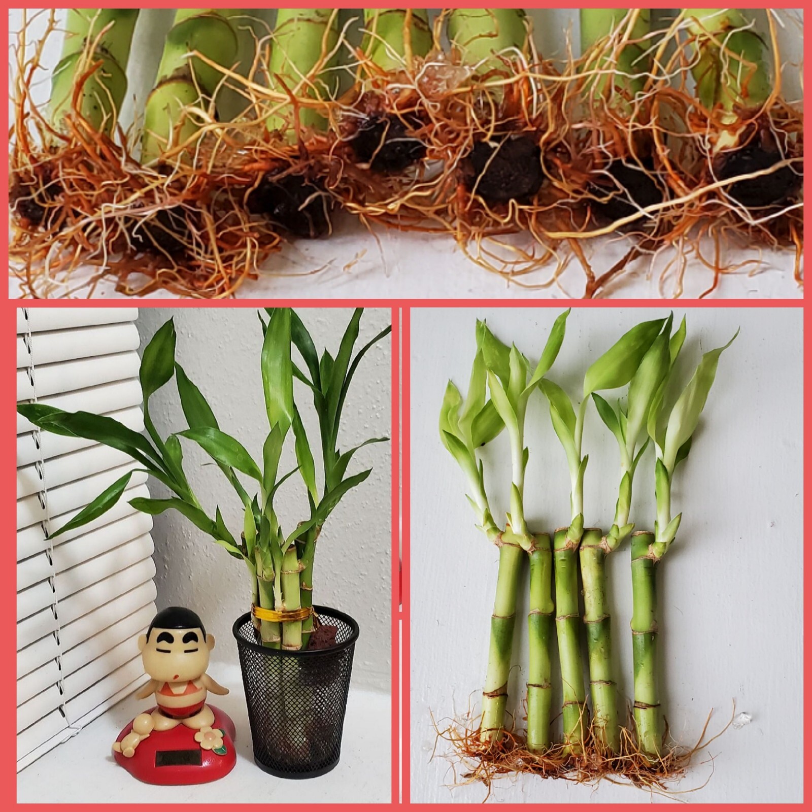 5 Lucky Bamboo FREE Butterfly Stake 🦋 4 inches Rooted Plants, Just Add Water gallery