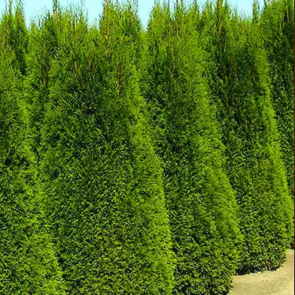 Emerald Green Arborvitae Live Evergreen Shrub 2.5QT Privacy Hedge Thuja Plant gallery