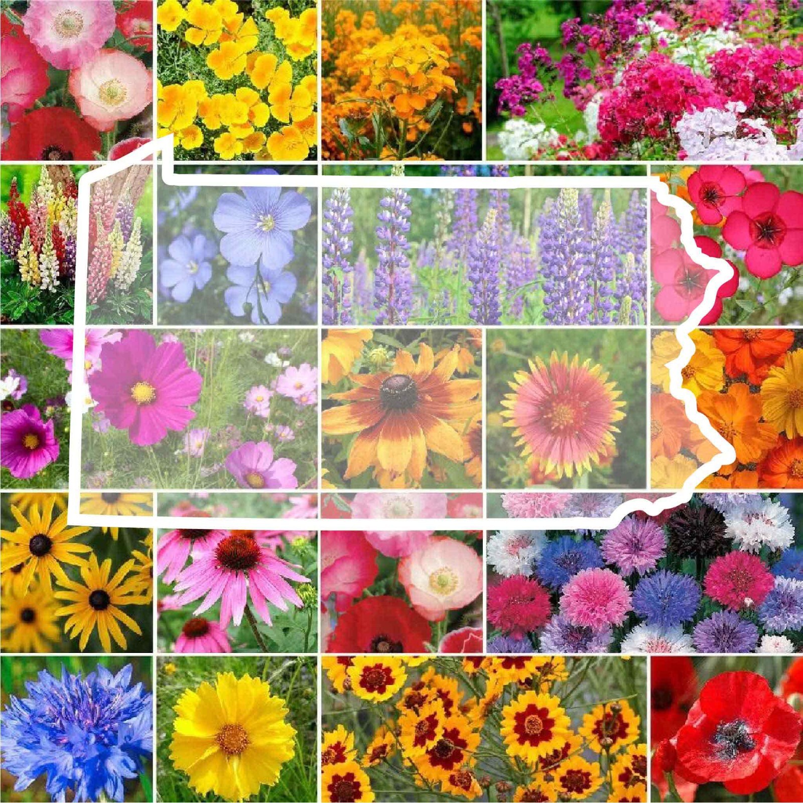 Wildflower PENNSYLVANIA State Flower Mix Perennials Annuals Non-GMO 1000 Seeds gallery
