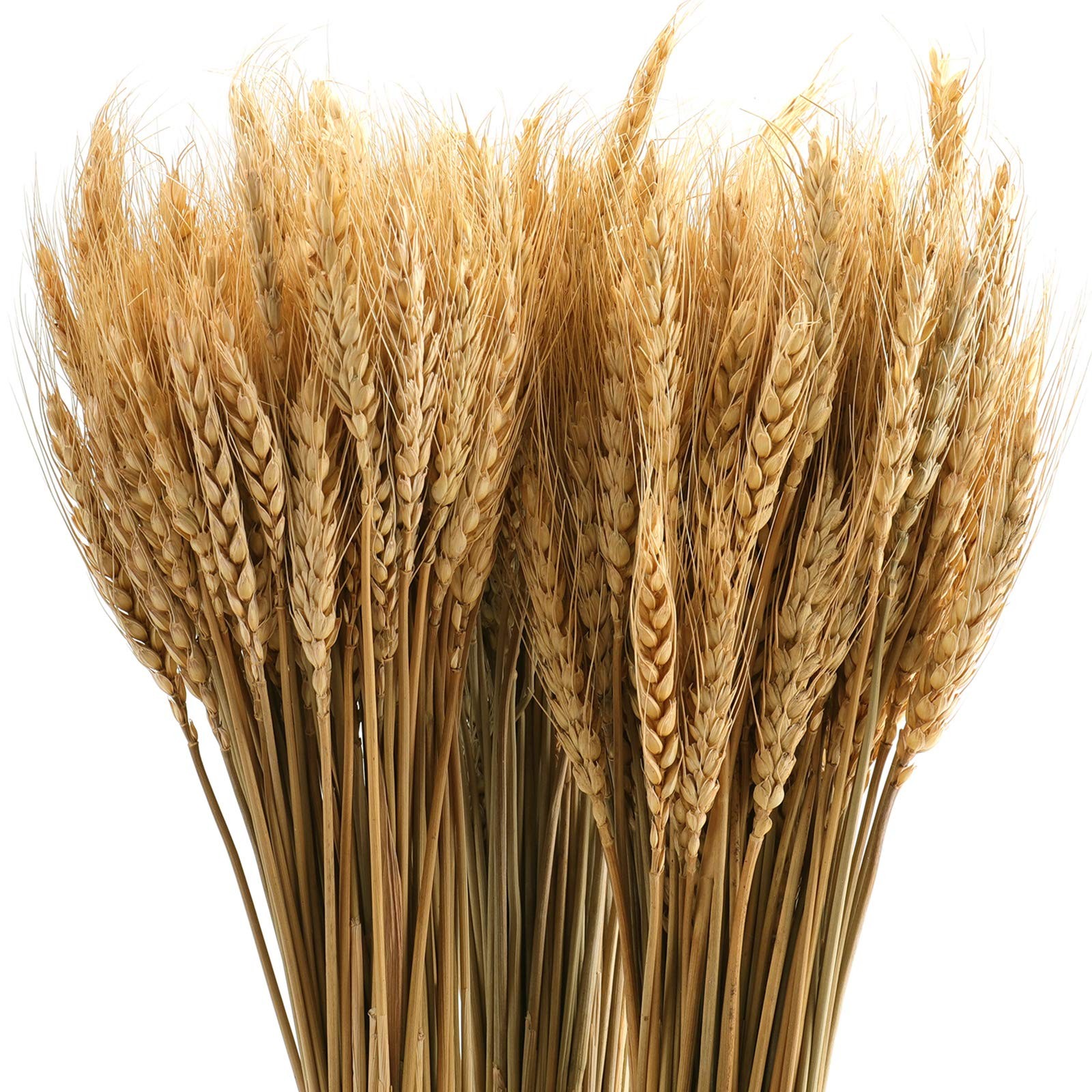 300 Stems 16 Inch Dried Wheat Sheaves, Natural Wheat Stalks Bundle Fall Arran... gallery