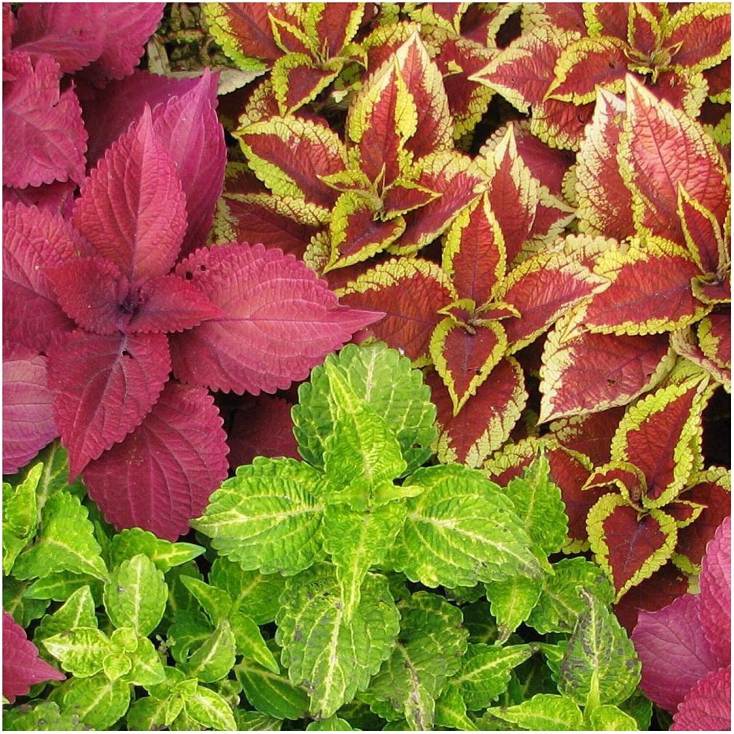 500+ Coleus Rainbow Mix Seeds gallery