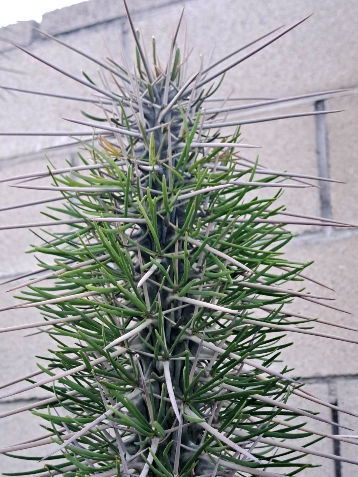 1 pc Didierea Madagascariensis Cactus Top Cutting 28-32 inch high gallery