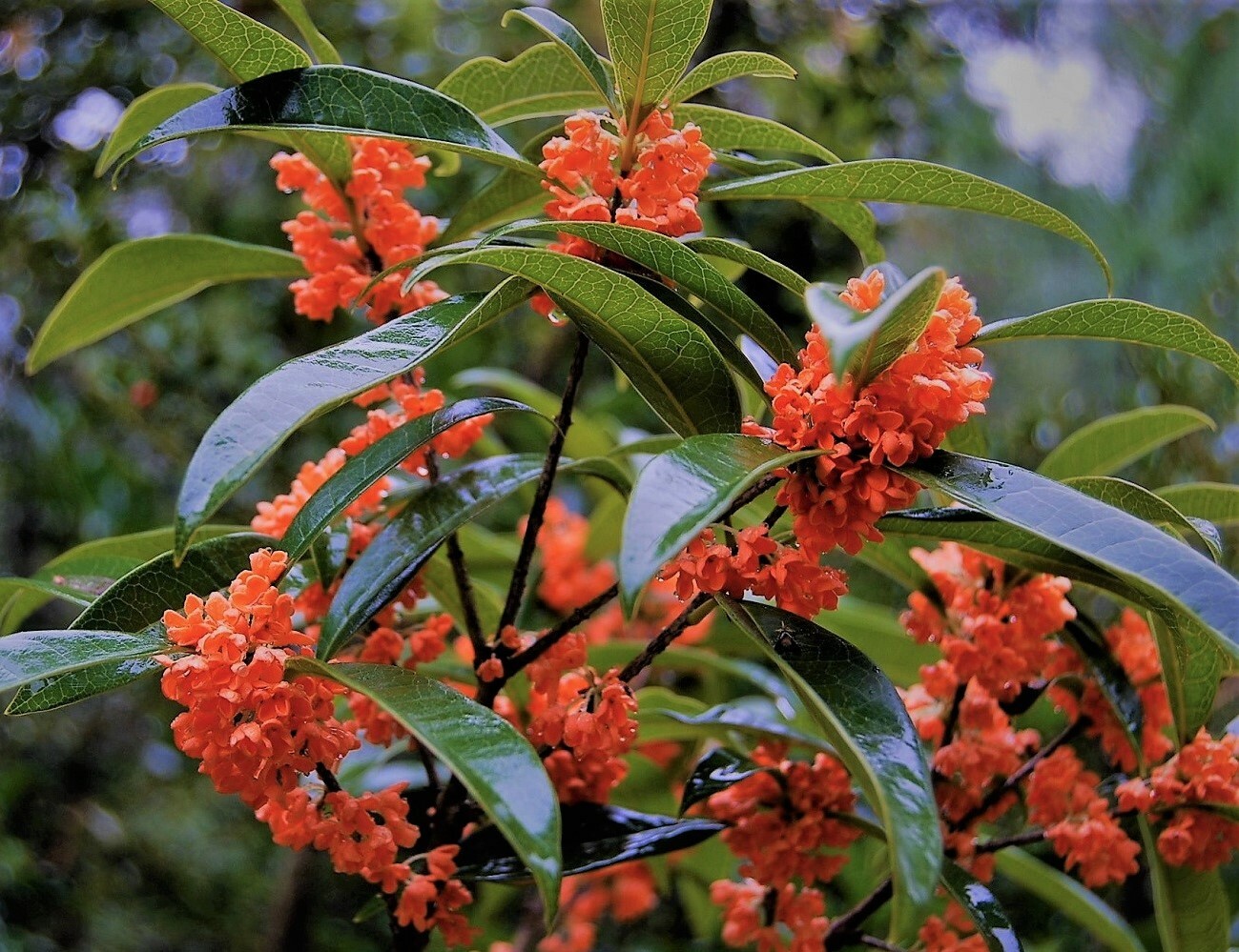 ( 1 ) - Red Flowering Fragrant Tea Olive ( osmanthus ) - Starter Plant ( L4 ) gallery