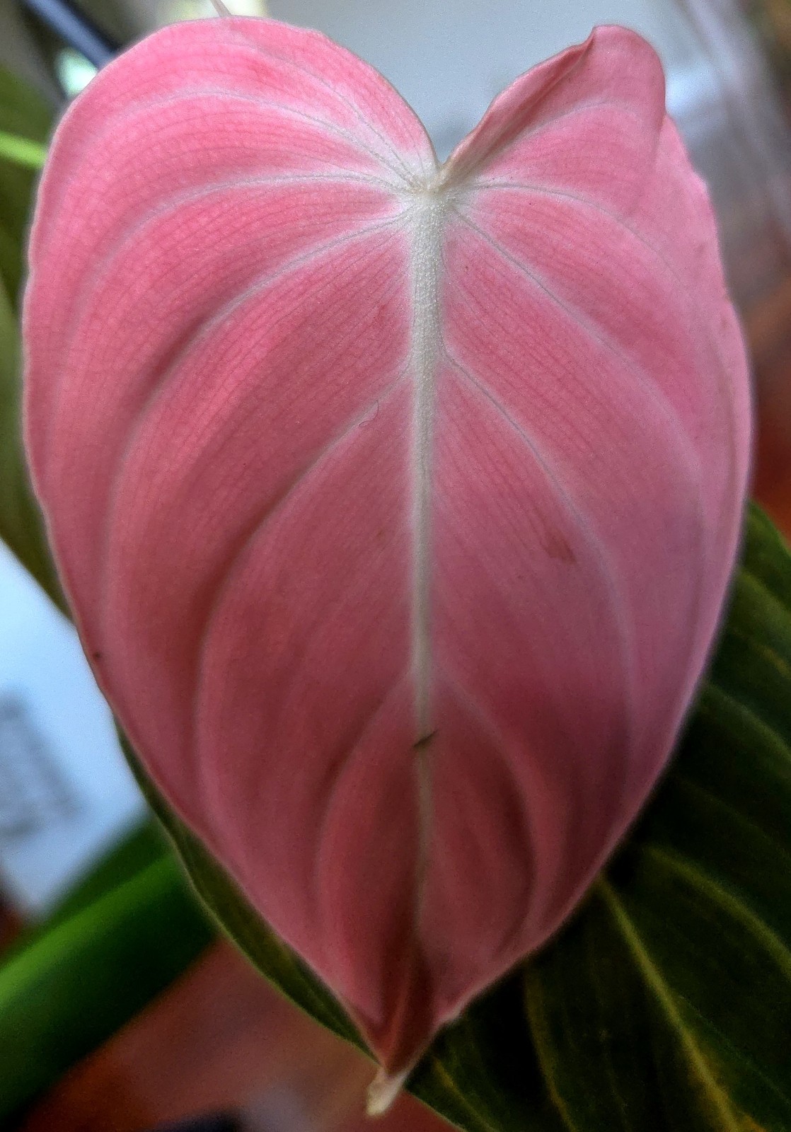 Rare LAST ONE! Philodendron Pink Melanochrysum 14.5" Tall Not Anthurium Monstera gallery