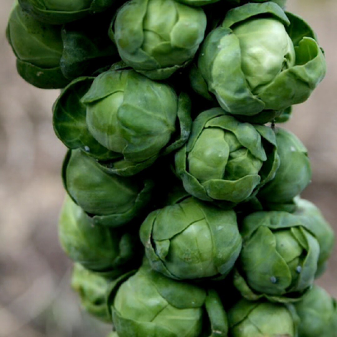 500++ Brussels Sprouts Seeds (Long Island Improved) NON-GMO, USA FREE SHIP gallery