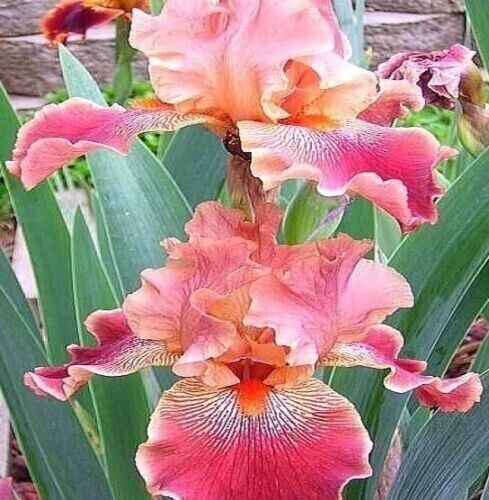100 Mixed Colors Iris Seeds Much Less Money Than Bulbs gallery