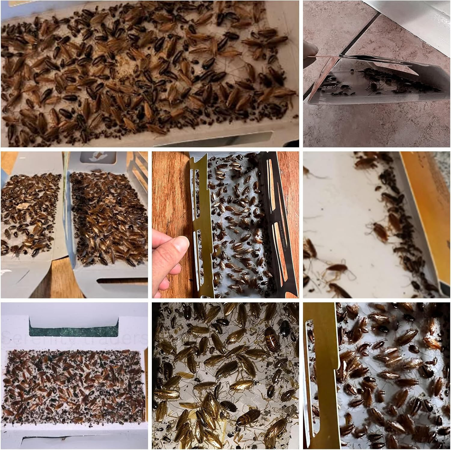 20Pcs Cock Roach Traps–Indoor Glue Traps, Child & Pet Safe, Long-Lasting Bait... gallery