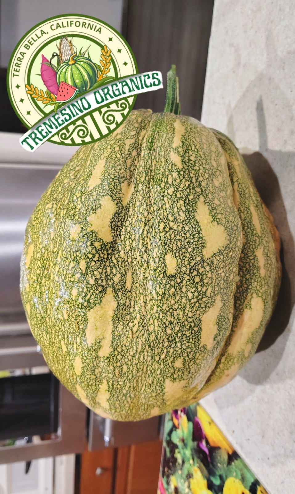 Organic Mexican Pattern Hardshell Squash,15 Seeds- Calabaza Mexicana,15 Semillas gallery