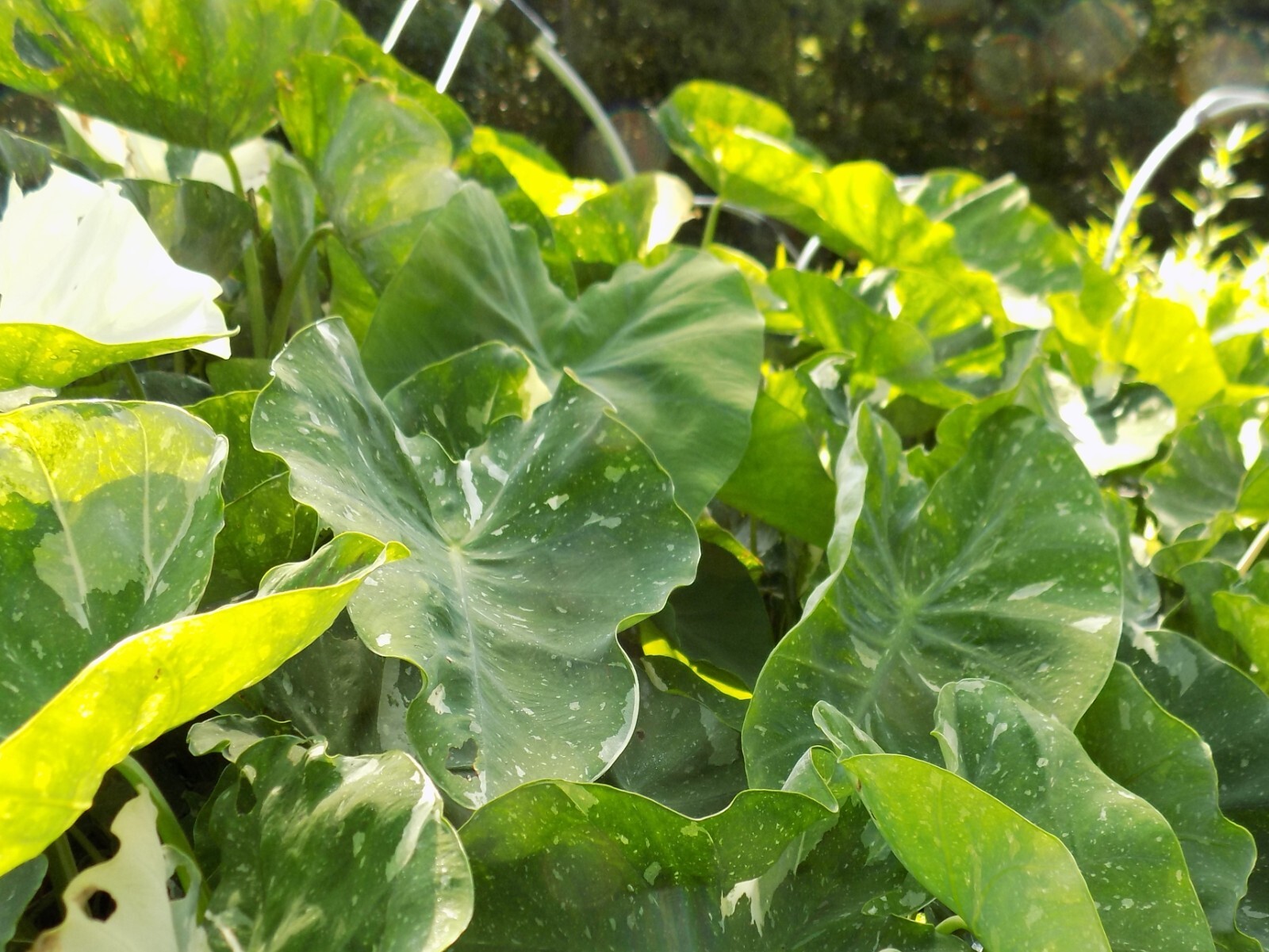 Ele Paio - Milky Way Colocasia / Elephant Ear - 1 Gallon Plant - Rare gallery