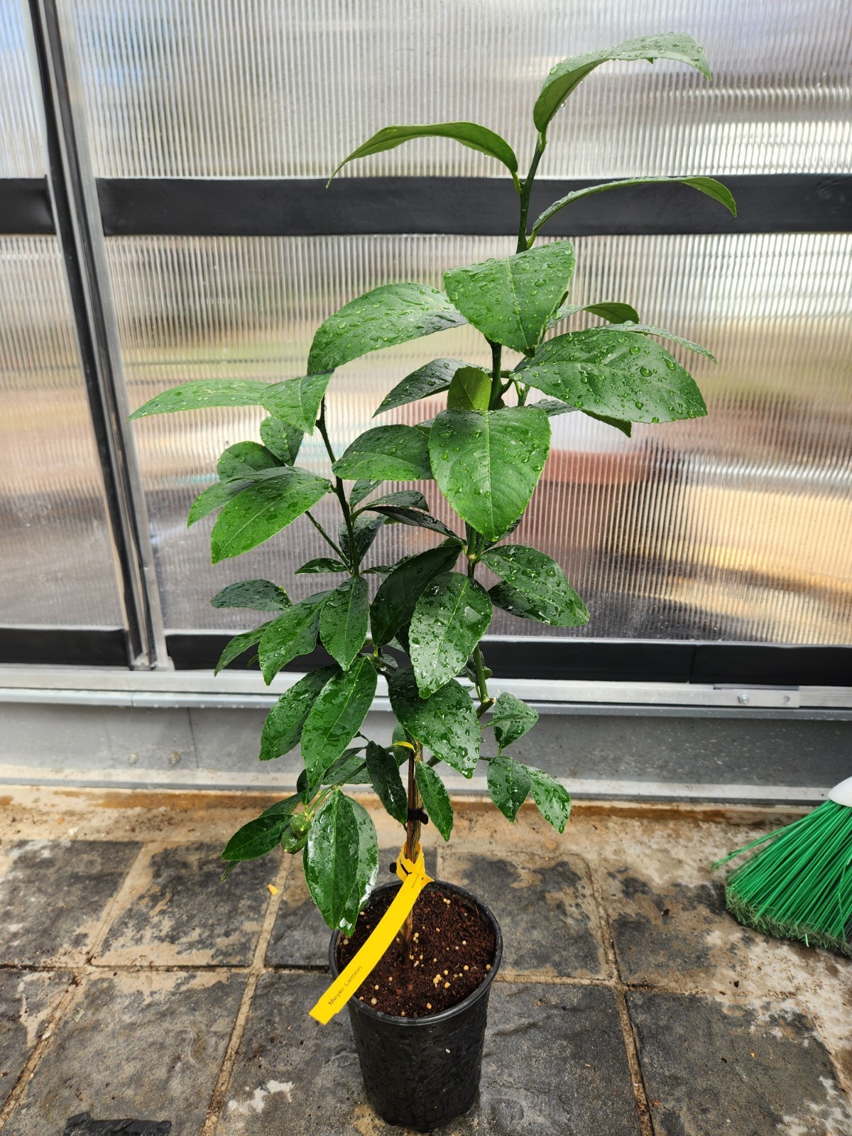 Meyer Lemon Tree - 14-20" Tall - Live Citrus Plant Will Fruit This Year gallery