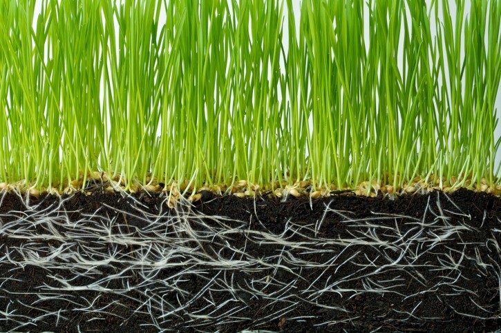 Soil Vigor Potassium Polymer – Superabsorbent Soil Conditioner, Retains Moisture gallery