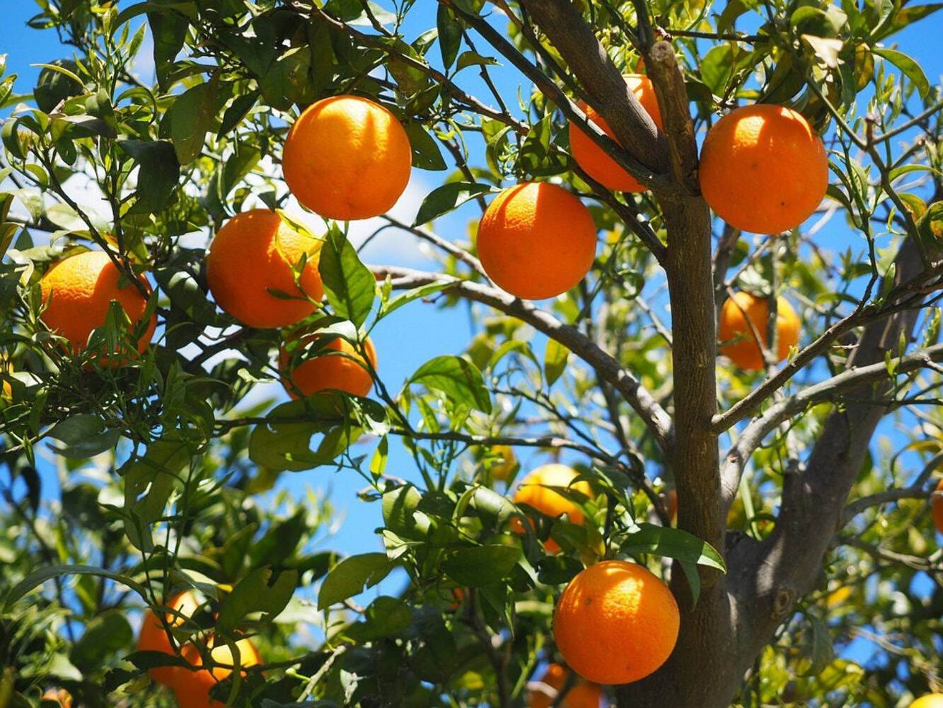 20 TANGERINE Mandrin Orange Citrus Reticulata Fruit Tree Seeds gallery