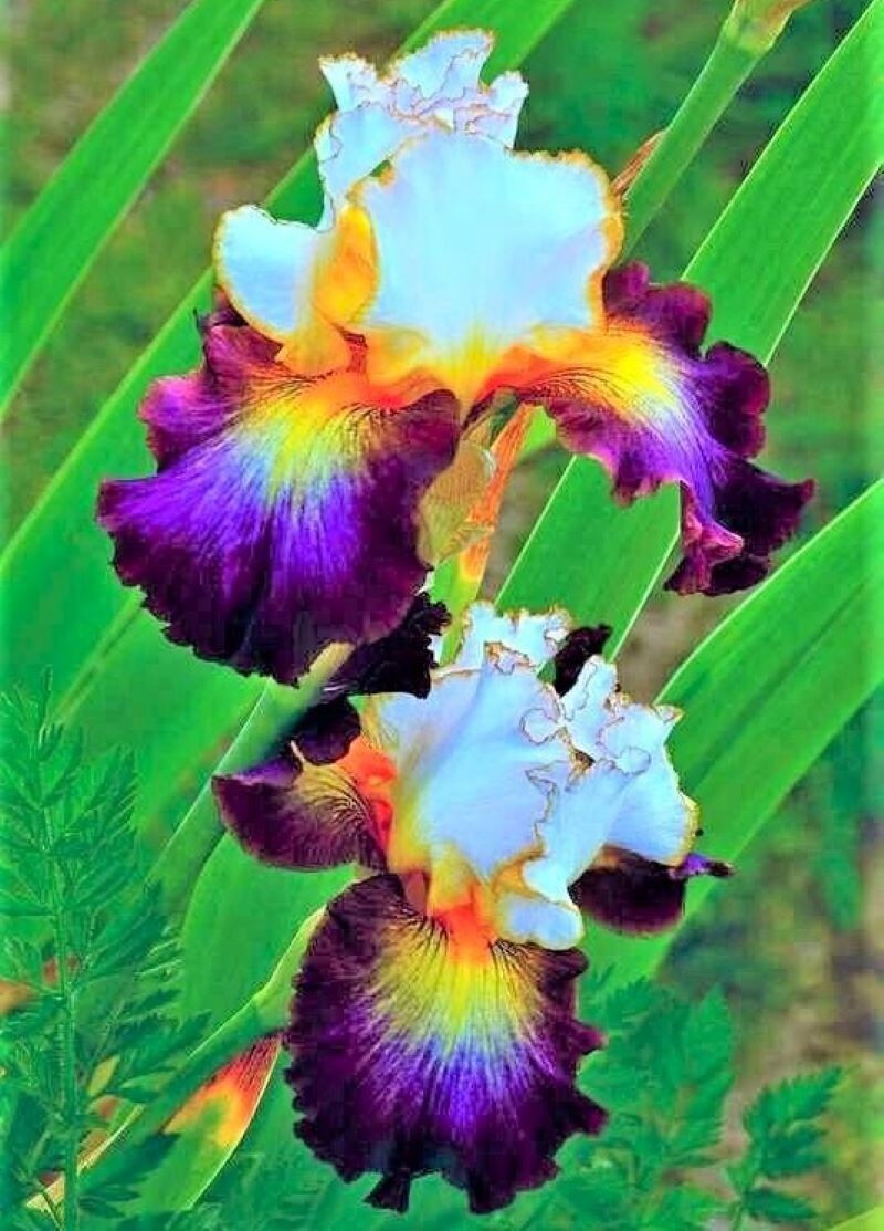 100 Iris Seeds Much Less Money Than Bulbs gallery