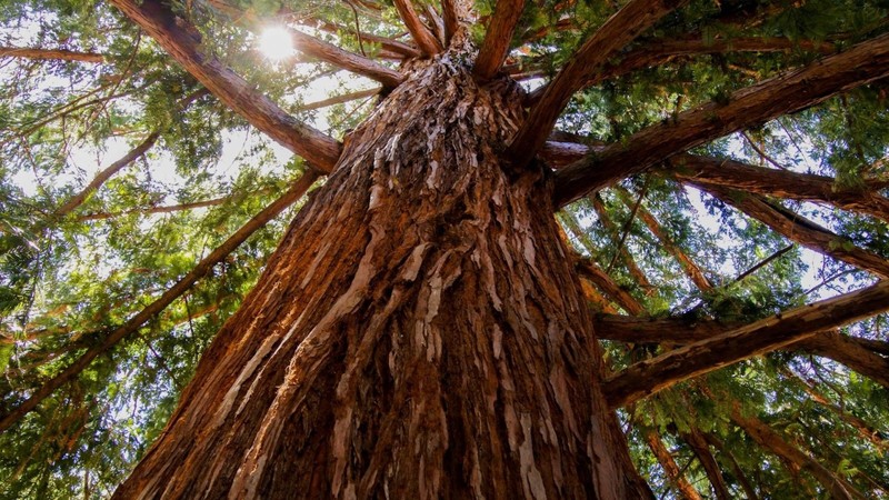 5 Giant Sequoia 6-12" Bare Root Starter Plant gallery