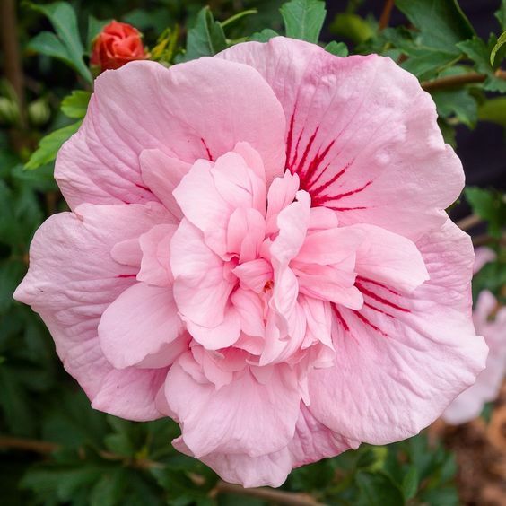 20 Double Light Pink Hibiscus Seeds Flowers Flower Seed Perennial Bloom 474 gallery