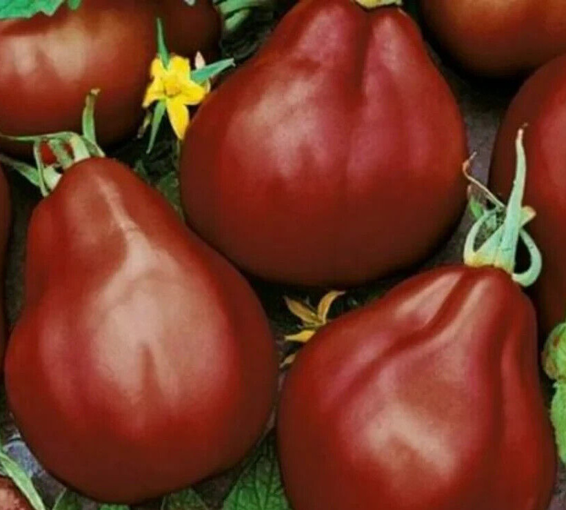 BLACK TRUFFLE TOMATO SEEDS 50+ INDETERMINATE vegetable GARDEN FREE SHIPPING gallery