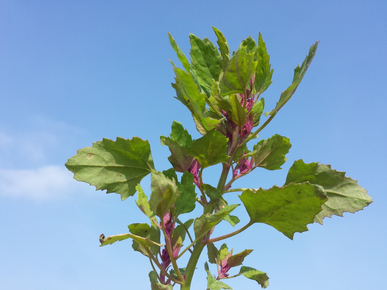 150 Tree Spinach Seeds - Chenopodium giganteum - Giant Goosefoot - Non-GMO gallery