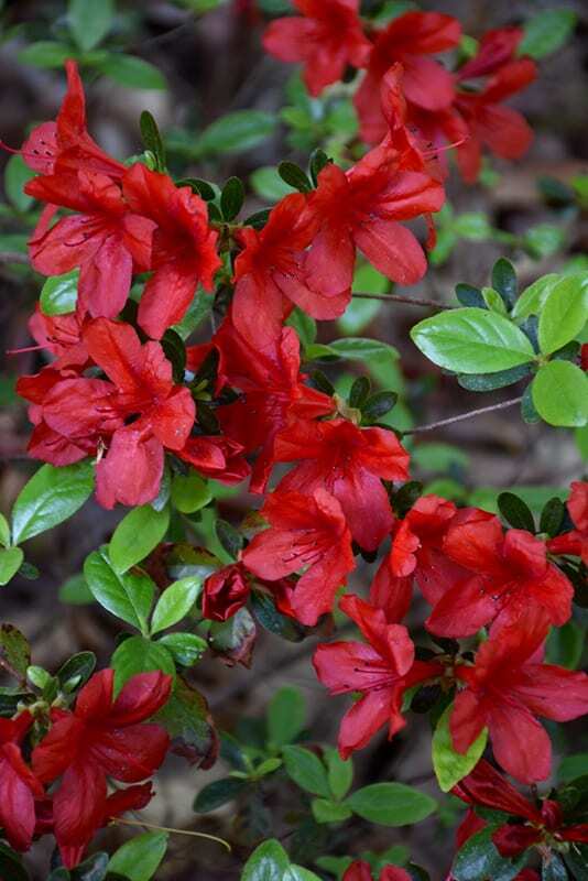 ~~MIDNIGHT FLARE~~Azalea Rhododendron Deciduous SMALL ROOTED Starter Plant~~ gallery