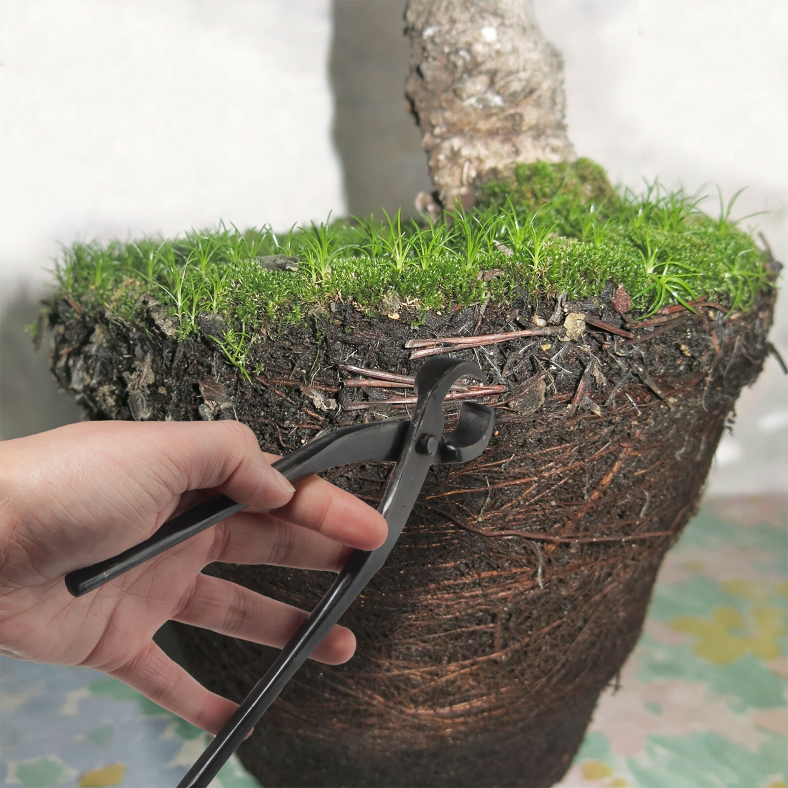 BambooMN - 7.5" Bonsai Root Cutter gallery
