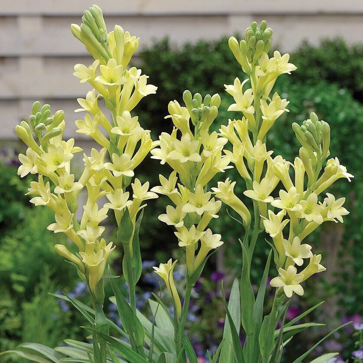 2 "Yellow Baby" Single Polianthes Tuberose bulb - Top Size - US Seller gallery