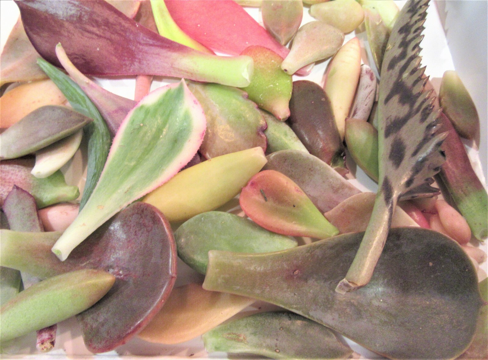 25+ TOTAL COLOR Succulent Leaf Leave Cuttings Unusual 1/4 lb. gallery