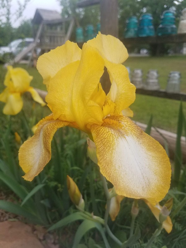 “100 Mixed Variety Bearded Iris– GREAT VALUE• Fresh•Hardy•EASY to Grow gallery