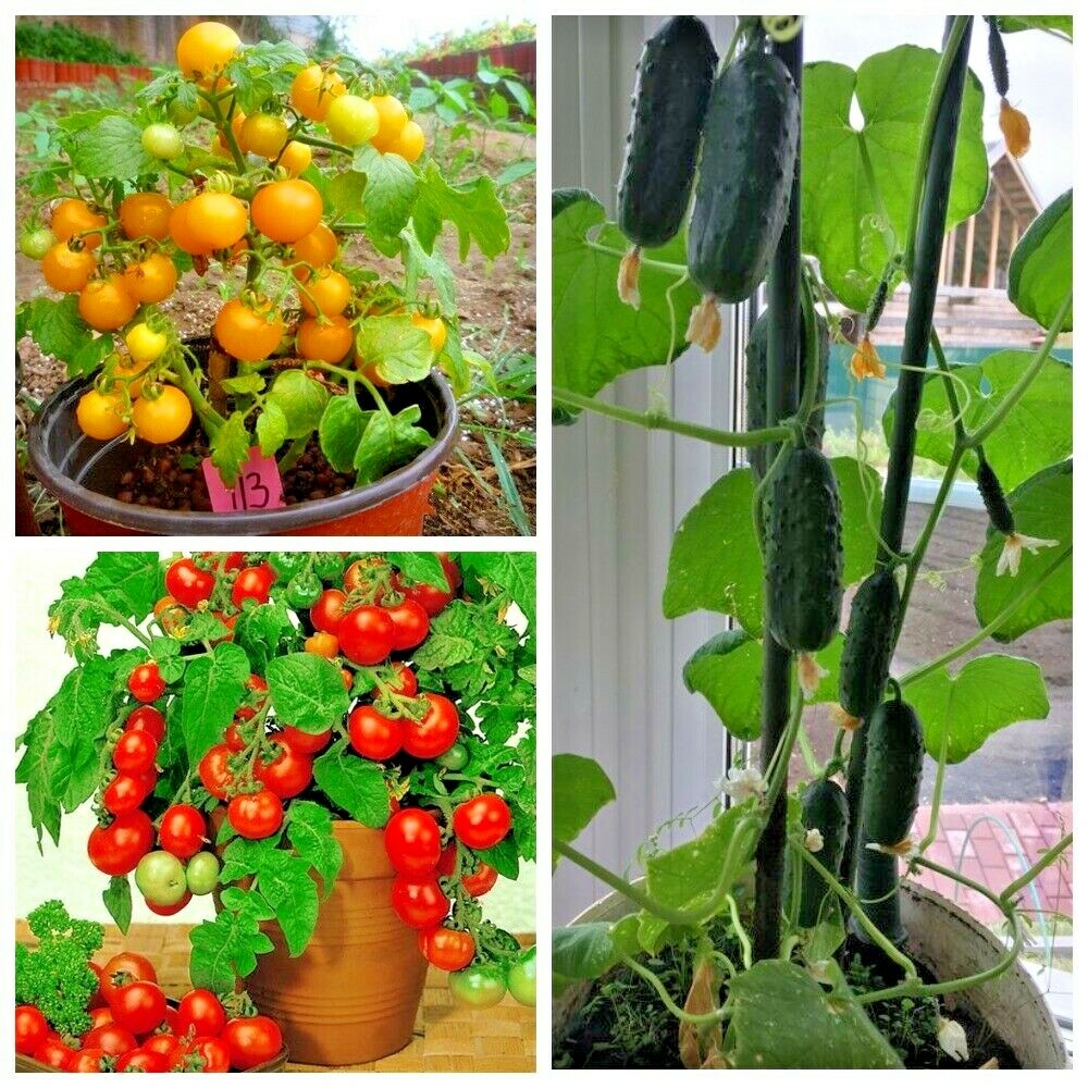 Seeds Cucumber Tomato Indoor Set (3 packs) Self-pollinating Vegetable Organic gallery