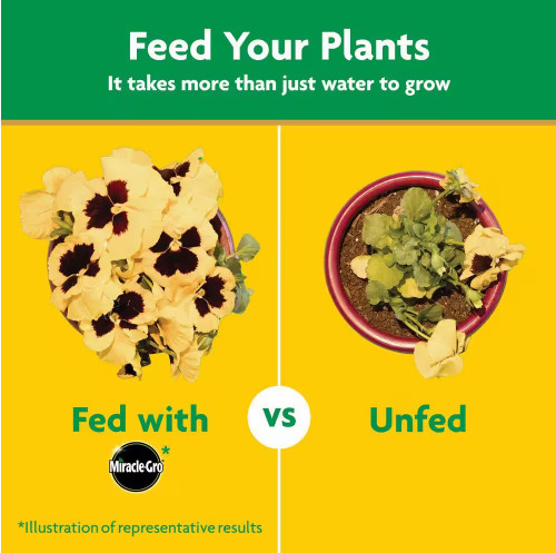 Miracle-Gro Water Soluble All Purpose Plant Food gallery