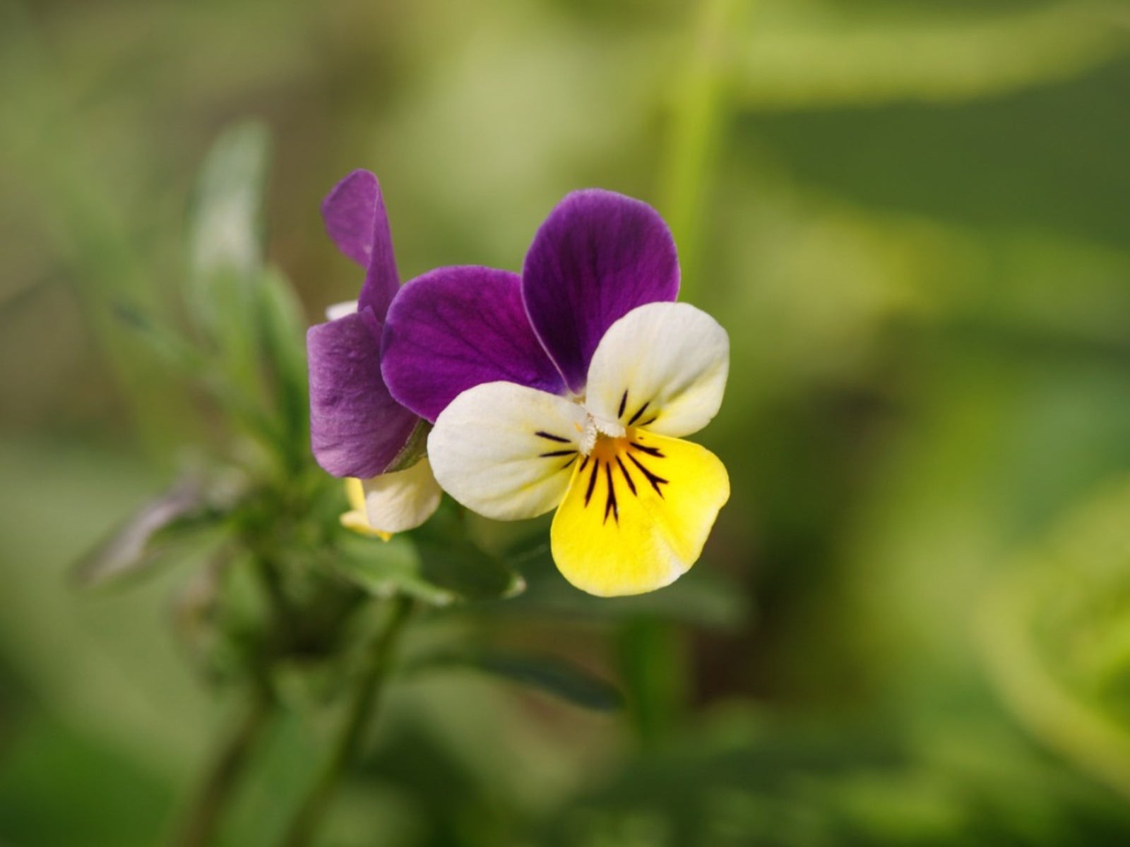 Helen Mount Johnny Jump Up Seeds Tricolor Free Shipping! gallery
