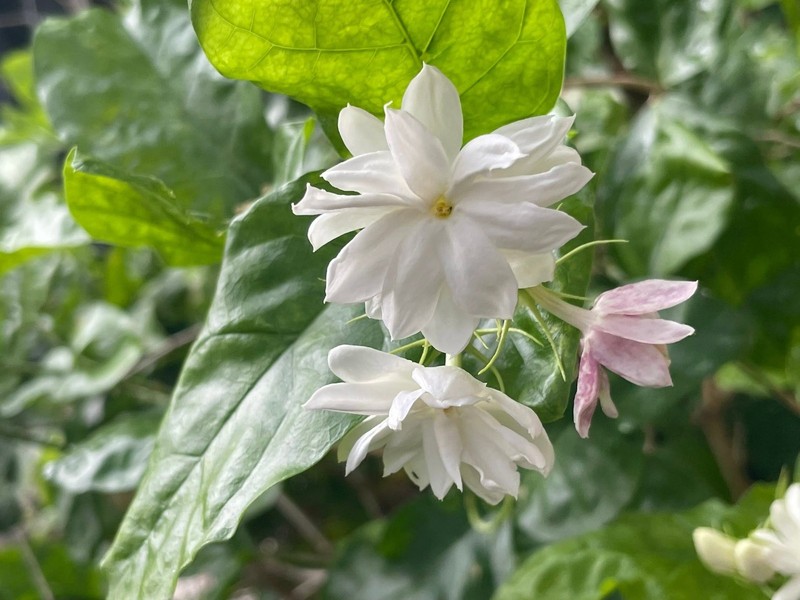Chanthaboon Jasmine Sambac gallery