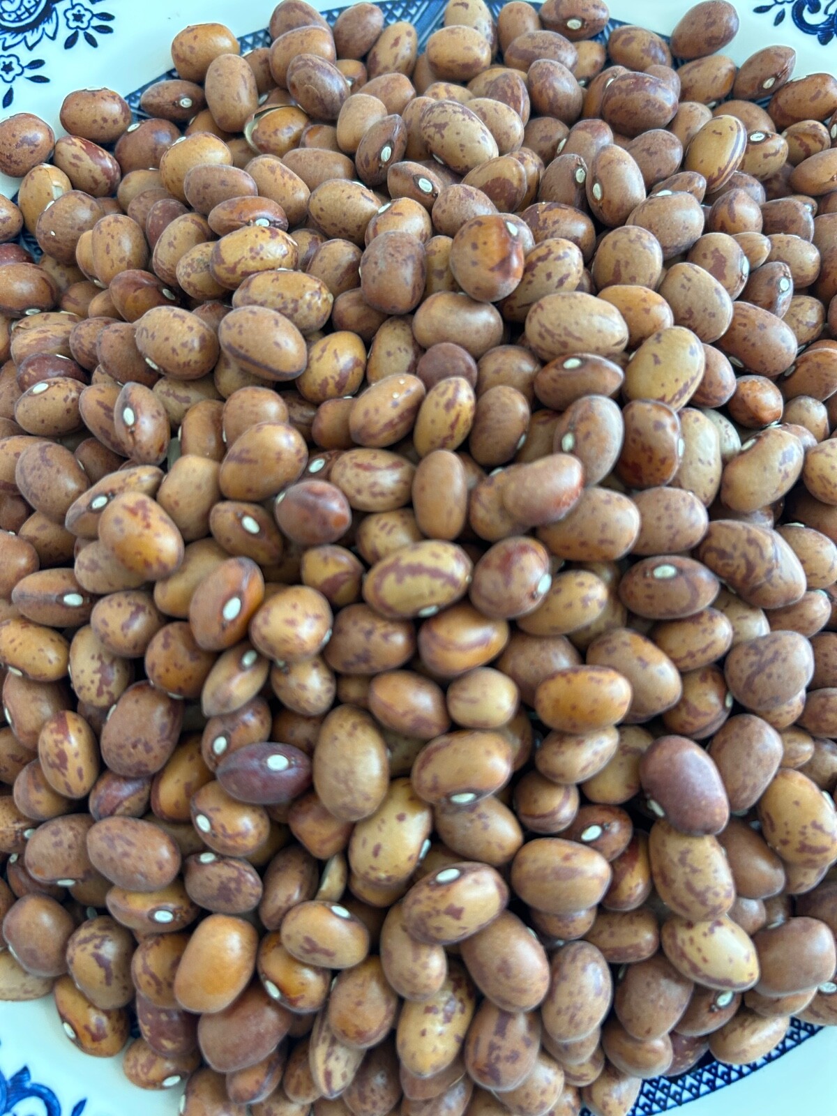 20+ French Horticulture Shell Bean Seeds, Haricot Tarbais, NON-GMO HEIRLOOM gallery