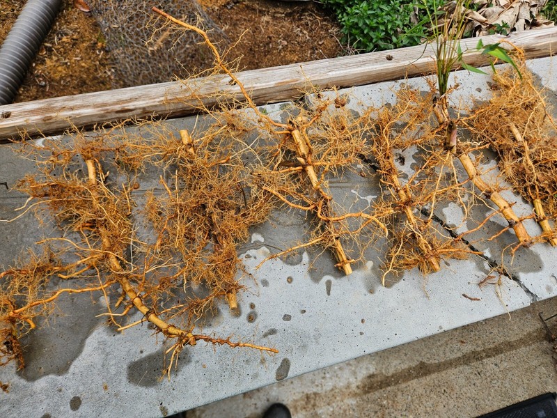 (6) Live Rhizomes – Madake Bamboo (Phyllostachys bambusoides), Privacy Screen gallery