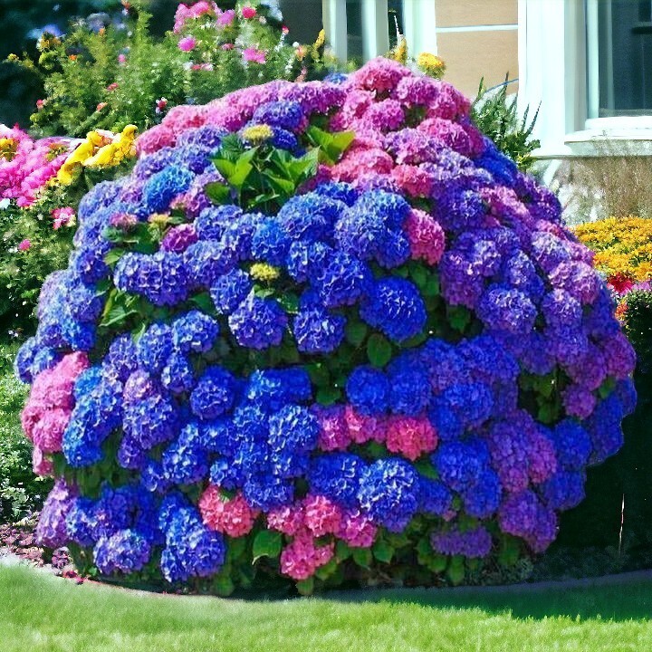 25pcs Blue Pink Purple Hydrangea - Beautiful and Hardy Perennial Flowers gallery