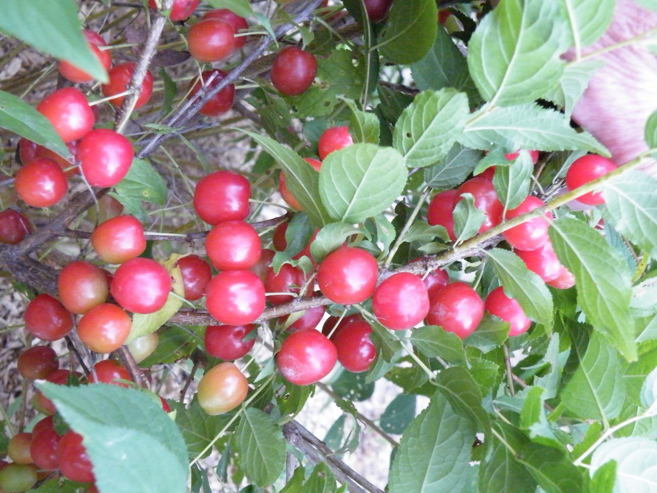 Cheropugy Nanking Bush Cherry (Prunus tomentosa) -1 plant -6-12 in -Edible!!! gallery