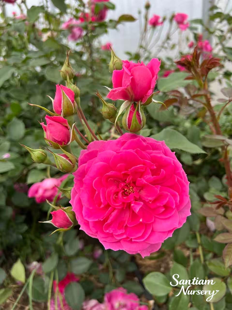 Parade Climbing Rose – Large Pink Blooms, Vigorous Hardy Climber, Live Potted gallery