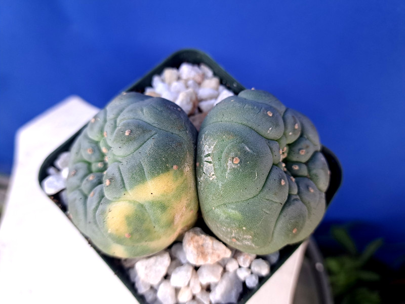 Unique Double Heads Variegated Barrel Cactus Cluster Plant Collectors RARE gallery