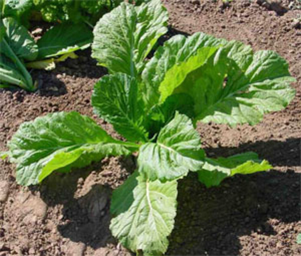 1000 FLORIDA BROAD LEAF MUSTARD SEEDS FRESH HARVEST FOR 2024 GARDENS gallery