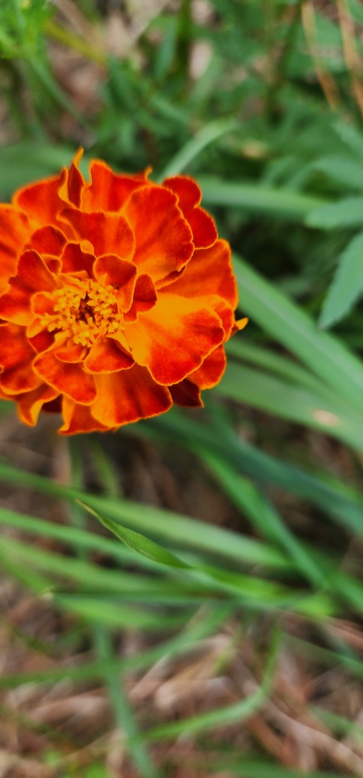 French Marigold Sparky Mix, Beautiful Colors, Garden Pest Deterrent, FREE SHIP gallery