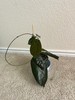 Hoya megalaster SALE $50 #2 gallery