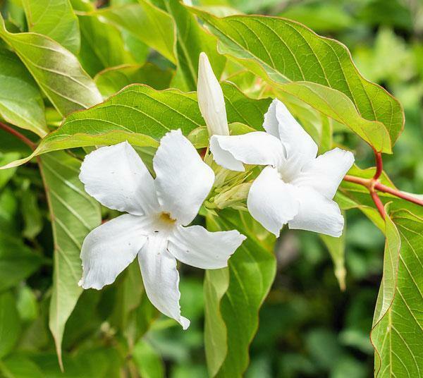 Mandevilla laxa | Chilean Jasmine | White Star | 5 Seeds gallery