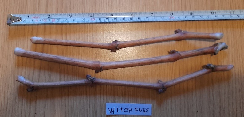 GRAPE "Witch Fingers" 3 grape vines cuttings gallery