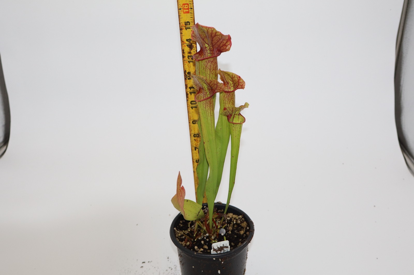 Sarracenia - Complex Hybrid gallery