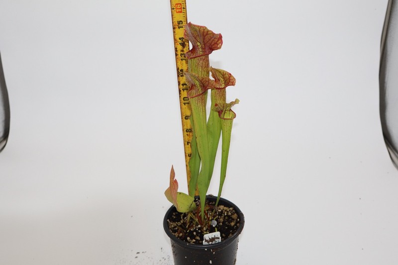 Sarracenia - Complex Hybrid gallery