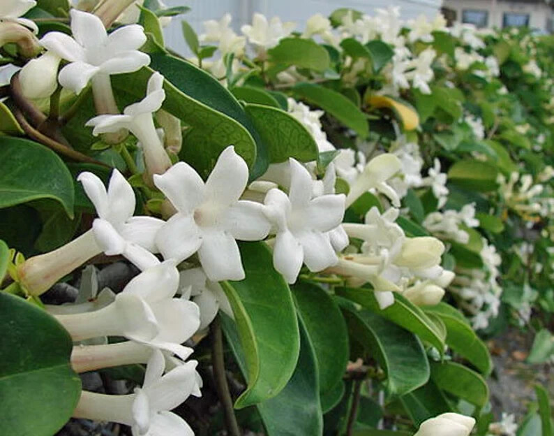 Madagascar jasmine ~GREEN LEAF STEPHANOTIS ~Small Rooted STARTER Plant~Fragrant! gallery