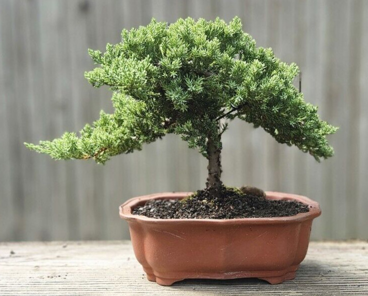 Japanese Dwarf Juniper Bonsai GREAT GIFT ! Ceramic Unglazed Pot gallery