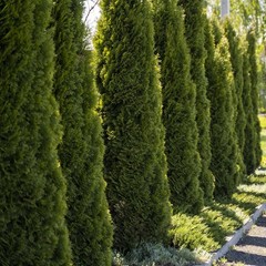 5 Emerald Green Arborvitae Starter Plant – Thuja occidentalis