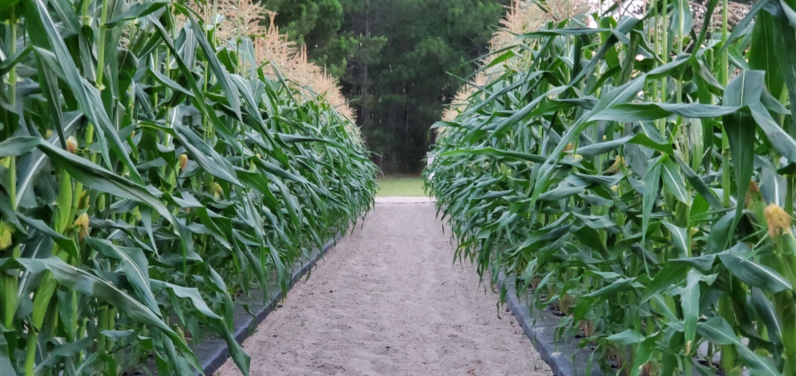 1/2 Pound ( 1600 Seed) "Incredible" Variety Sweet Corn Seeds Untreated Non GMO gallery