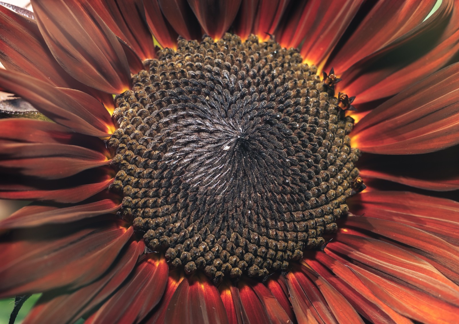 Sunflower Seeds - Vibrant Heirloom Rare, Free Shipping, Chocolate Cherry gallery