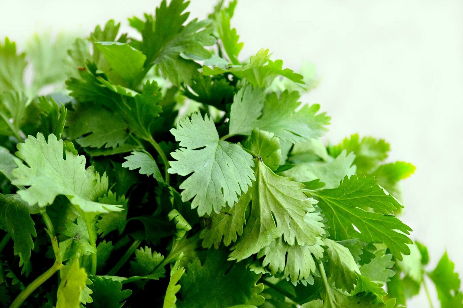 Cilantro Seeds (Split), Leisure Coriander, Oriental & Mexican Cuisine, FREE SHIP gallery